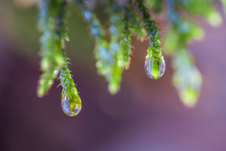 Close-up of beautiful mossの写真素材