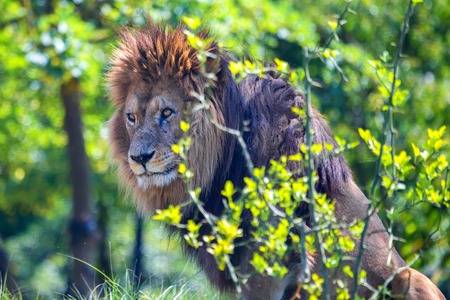 Close-up of lion or Panthera leoの写真素材