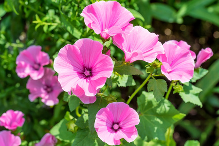 Pink mallow flowers in the home gardenの写真素材
