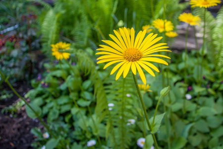 Leopards bane or Doronicum orientale