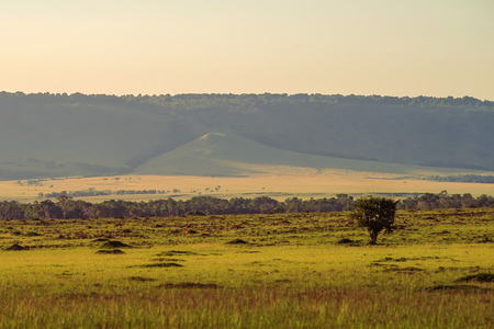 Sunset in savannahの写真素材