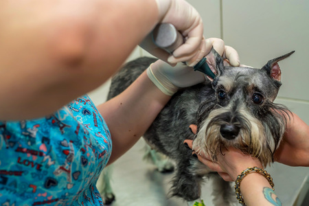 Veterinarian examins ear of dog with otoscopeの写真素材
