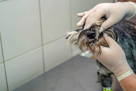 Veterinarian examins teeth of dog in clinicの写真素材