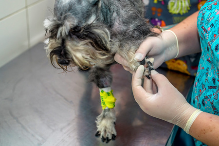 Veterinarian examins paws of dog in clinicの写真素材