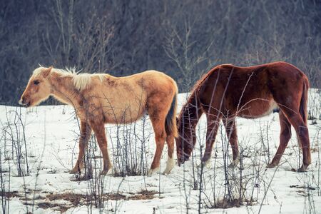 Pair of horses grazing in winter