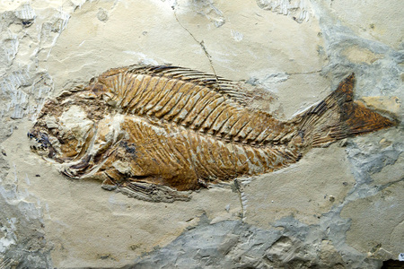 Imprint of prehistorical fishの写真素材