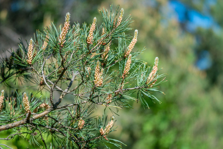 Pine branches blossom