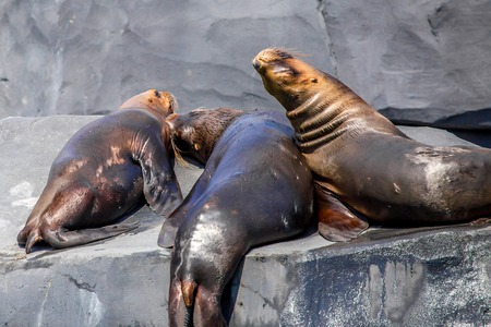 South American Sea Lionの写真素材