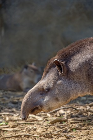 South American tapir or Tapirus terrestris