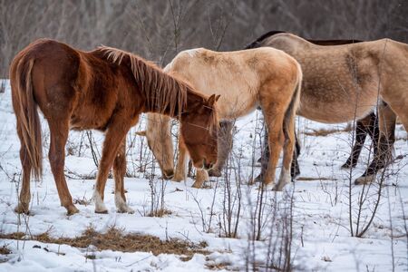Herd of horses grazing in winterの写真素材