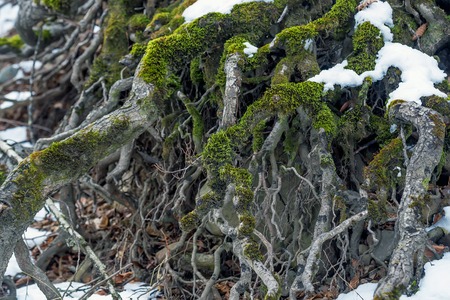Big roots above the surface