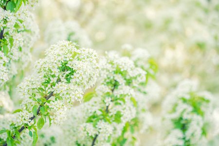 Scenic view of spring blossomの写真素材