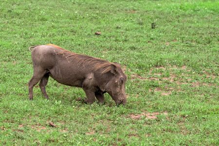 Grazing warthog in savannahの写真素材