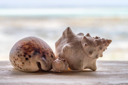 Sea shells as backgroundの写真素材