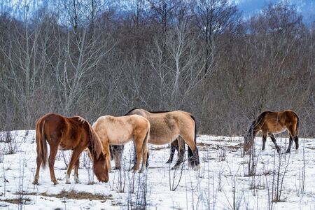 Herd of horses grazing in winterの写真素材