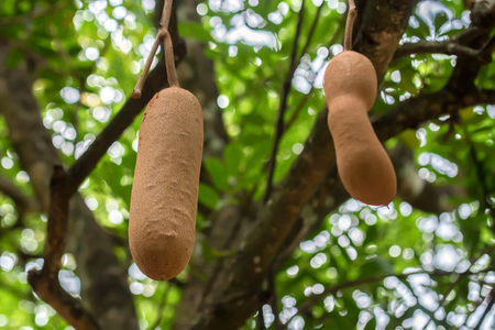 Sausage tree fruitの写真素材