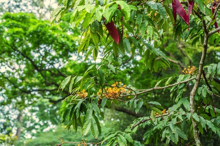 Yellow Saraca or Saraca thaipingensisの写真素材
