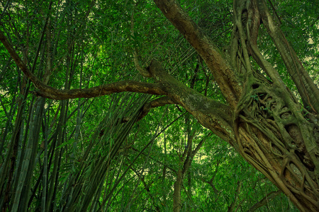 Scenic view of rainforest with fernsの写真素材