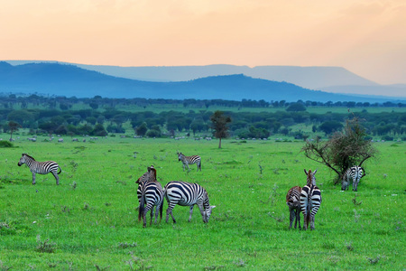 Zebras in savannaの写真素材