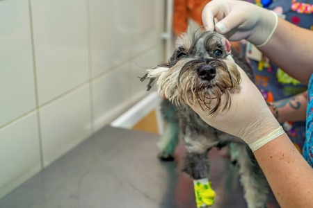 Veterinarian examins ear of dog in clinicの写真素材