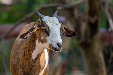 Little grazing goat