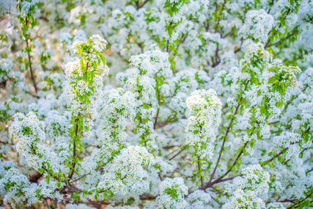 Scenic view of spring blossomの写真素材