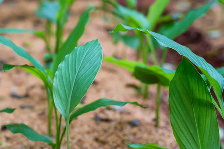 Turmeric or Curcuma longaの写真素材