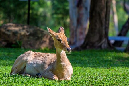 Elds deer or Panolia eldiiの写真素材