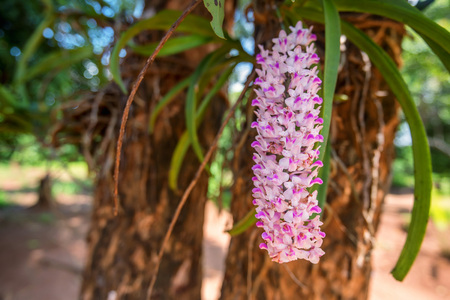 Beautiful magenta orchidの写真素材