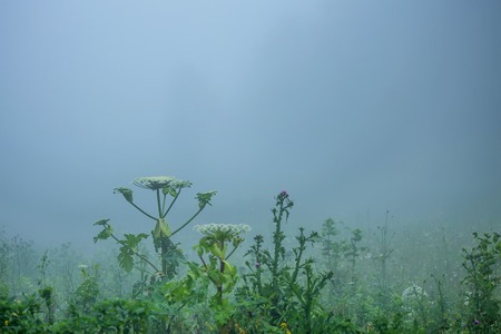 Fog on forest gladeの写真素材