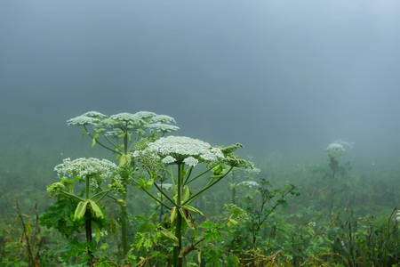 Fog on forest glade