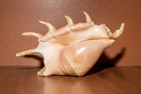 Giant spider conch shell or Lambis Truncata