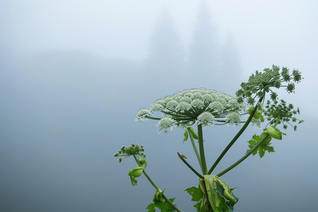 Fog on forest gladeの写真素材