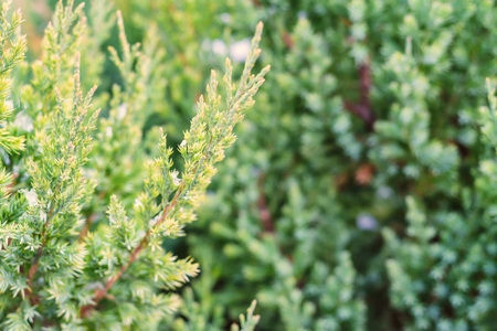 Close-up of juniper needleの写真素材
