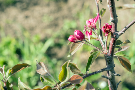 Blooming branches of an apple treeの写真素材