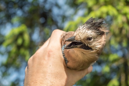 Ornithologist examines the caught birdの写真素材