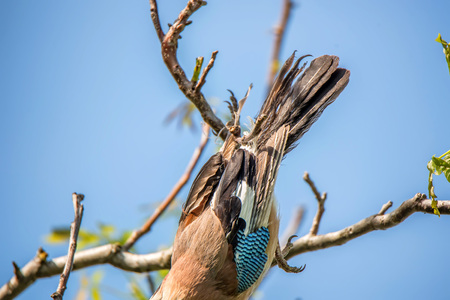 Bird entagled in fishing line on treeの写真素材