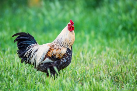 Cock is on the farmyardの写真素材