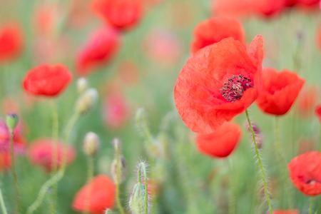 Spring field with wild poppiesの写真素材