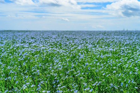 Blooming flax fieldの写真素材