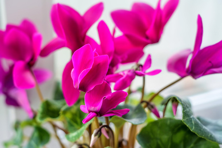 Close up of pink cyclamen flowersの写真素材