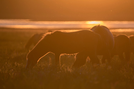Wild horses grazing on summer meadow at sunsetの写真素材