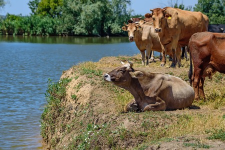 Cows in rural landscapeの写真素材