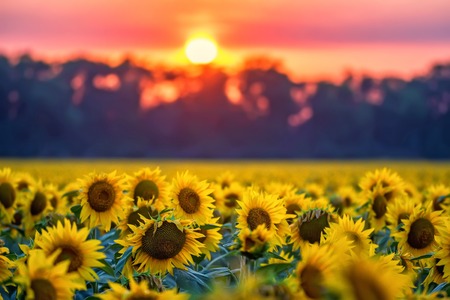 Field of sunflowers during sunsetの写真素材