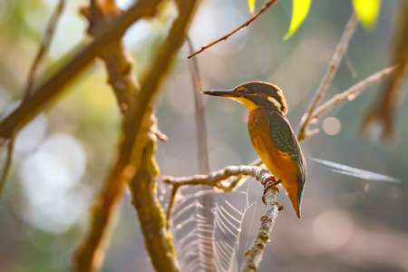Kingfisher or Alcedo atthis perches on branchの写真素材