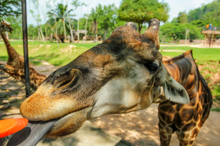 Feeding giraffe in captivityの写真素材
