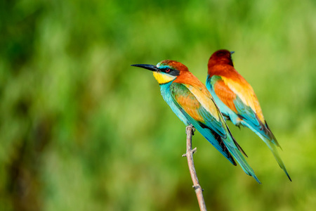 Pair of exotic colorful tropical birds bee-eatersの写真素材