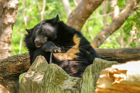 Asian black bear or Ursus thibetanus in zoo
