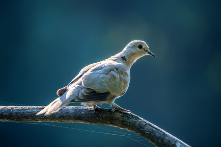 Collared dove or Streptopelia decaocto on branchの写真素材