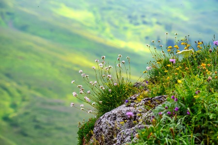 Scenic view of mountain meadowの写真素材